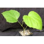 Cyphostemma graham 4-inch pots