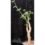 Cyphostemma hardyi hybrid 2-gallon pots