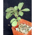 Cyphostemma hardyi 3-inch pots