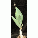 Cyphostemma juttae one-gallon pots