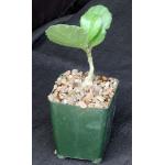 Cyphostemma juttae 4-inch pots