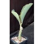 Cyphostemma juttae 5-inch pots