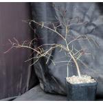 Cyphostemma mappia one-gallon pots