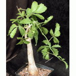 Cyphostemma quinatum one-gallon pots
