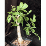 Cyphostemma quinatum one-gallon pots