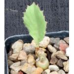 Cyphostemma seitziana 2-inch pots