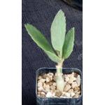 Cyphostemma juttae 2-inch pots