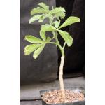 Cyphostemma hardyi one-gallon pots