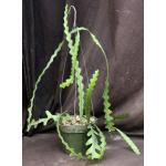 Cryptocereus anthonyanus 6-inch pots