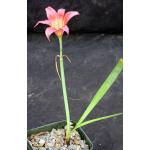 Cyrtanthus sanguieneus 5-inch pots