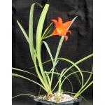 Cyrtanthus sanguieneus 5-inch pots