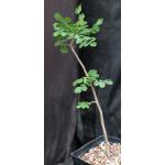 Cyrtocarpa edulis one-gallon pots