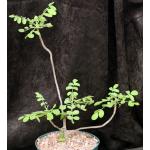 Cyrtocarpa edulis 8-inch pots