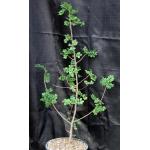 Cyrtocarpa edulis 3-gallon pots