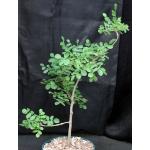 Cyrtocarpa edulis 8-inch pots