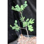 Cyrtocarpa edulis one-gallon pots