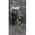 Decarya madagascarensis 3-inch pots