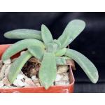 Deilanthe thudchumii 4-inch pots