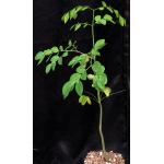 Delonix boiviniana one-gallon pots