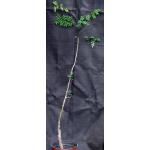 Delonix decaryi one-gallon pots