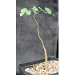 Delonix pumila one-gallon pots