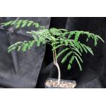 Delonix regia one-gallon pots