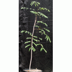 Delonix adansonioides 3-gallon pots