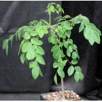 Delonix boiviniana one-gallon pots