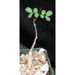Delonix pumila 4-inch pots