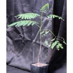 Delonix regia one-gallon pots