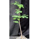 Delonix velutina 5-inch pots