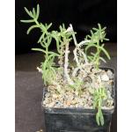 Delosperma crassum 5-inch pots