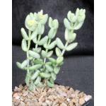 Delosperma echinatum (yellow) 5-inch pots