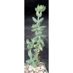 Delosperma echinatum 3-inch pots Delosperma echinatum 3-inch pots