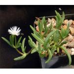 Delosperma macrostigma 2-inch pots Delosperma macrostigma 2-inch pots