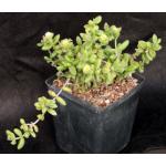 Delosperma echinatum one-gallon pots