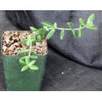 Delosperma echinatum 4-inch pots