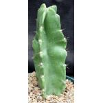 Dendrocereus nudiflorus 8-inch pots