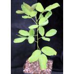 Dendrolobium umbellatum var. aurea one-gallon pots