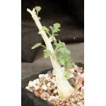 Dendrosicyos socotrana one-gallon pots