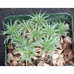 Deuterocohnia brevifolia 4-inch pots