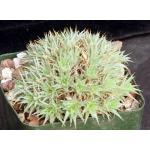 Deuterocohnia brevifolia 4-inch pots