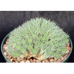 Deuterocohnia brevifolia 6-inch pots