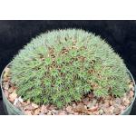 Deuterocohnia brevifolia 8-inch pots