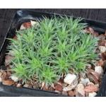 Deuterocohnia brevifolia 5-inch pots