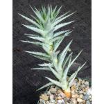 Deuterocohnia lorentziana 4-inch pots