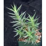Deuterocohnia lorentziana 4-inch pots