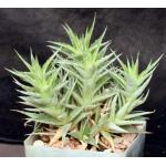 Deuterocohnia lorentziana 4-inch pots