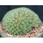 Deuterocohnia brevifolia 8-inch pots