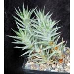 Deuterocohnia lorentziana one-gallon pots
